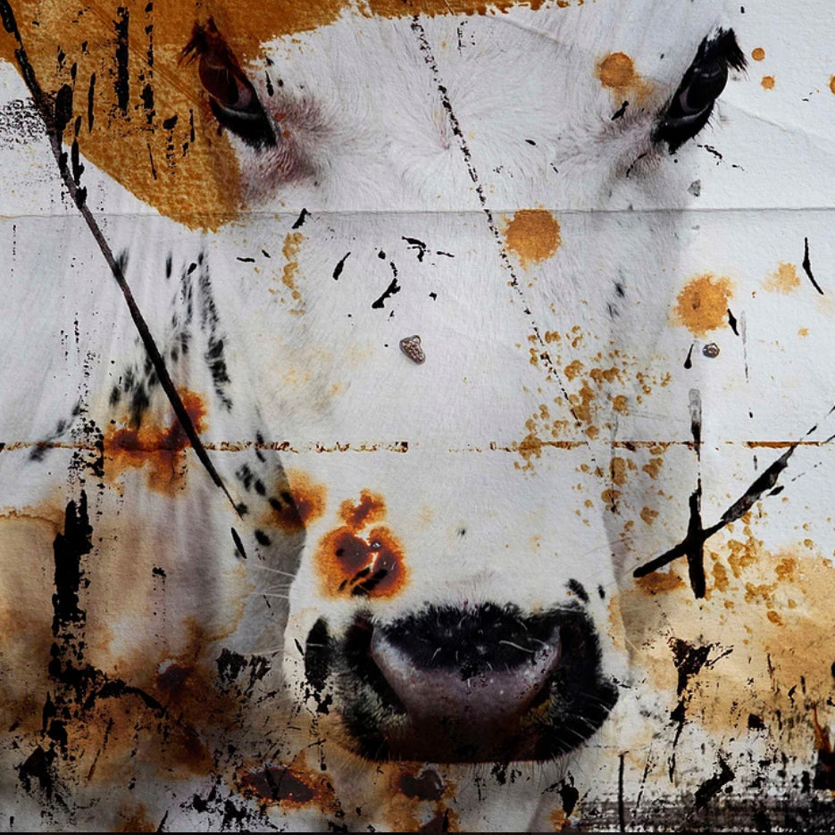 Cow nr. 12