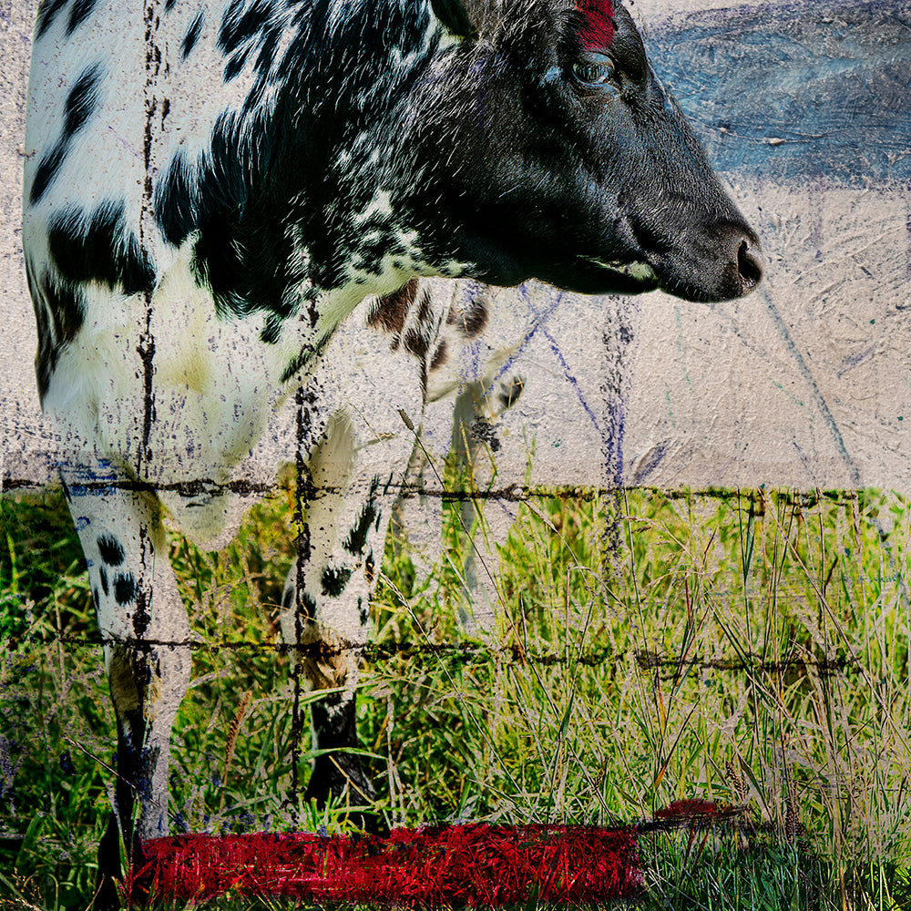 Cow nr. 28