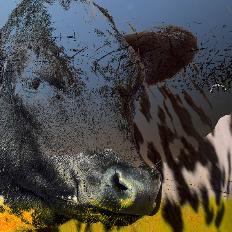 Cow nr. 34