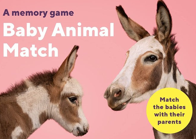 Baby Animal Mach