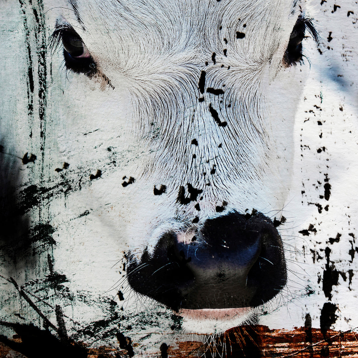 Cow nr. 04
