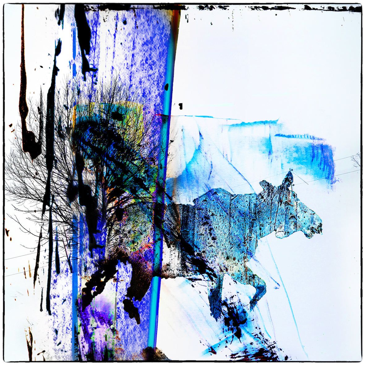 Blue Moose