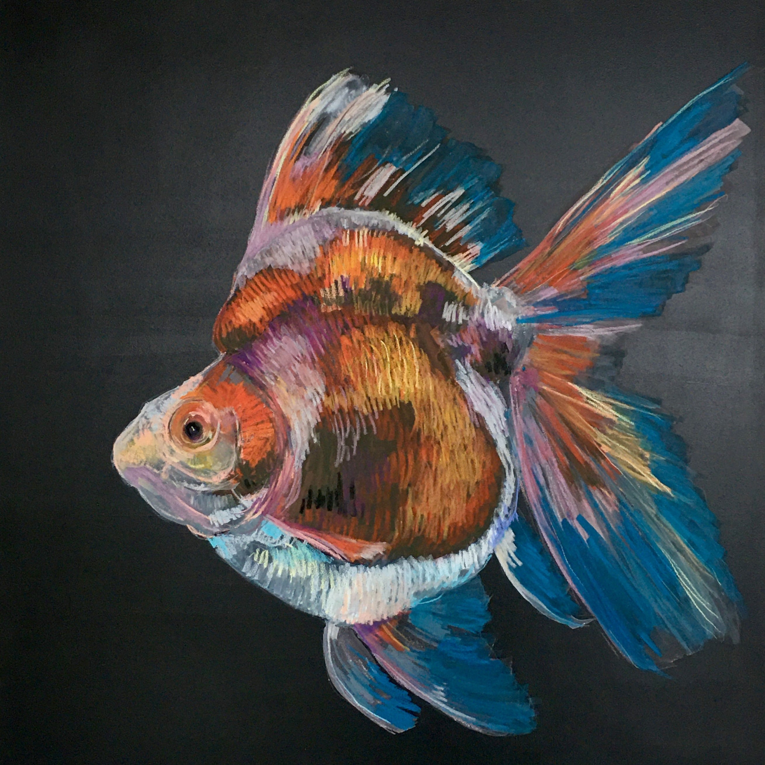 Goldfish