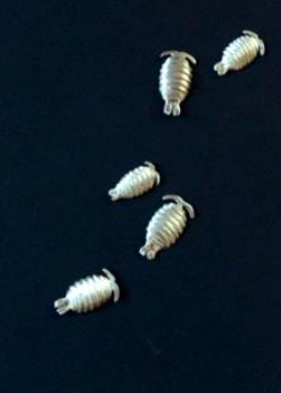 Isopoda, Ørepynt