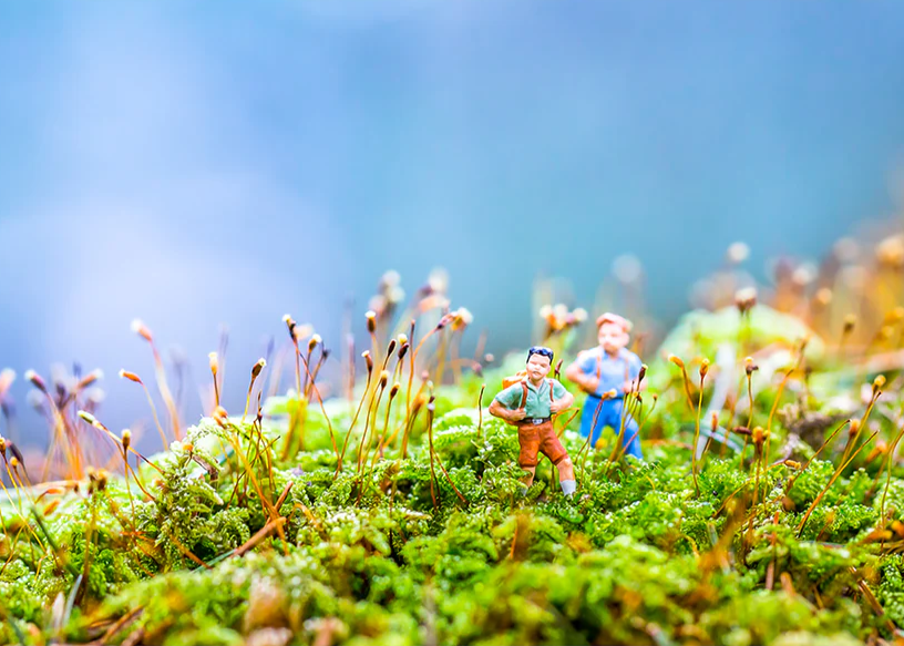 Norwegian Woods