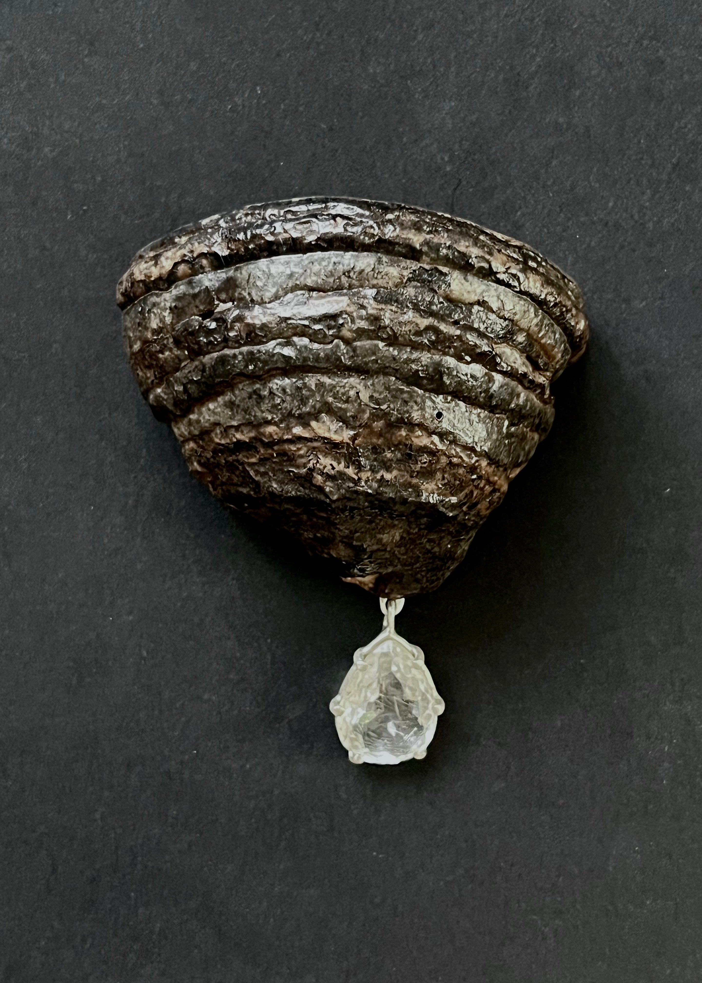 Formes Fomentarius (knuskkjuke), brosje