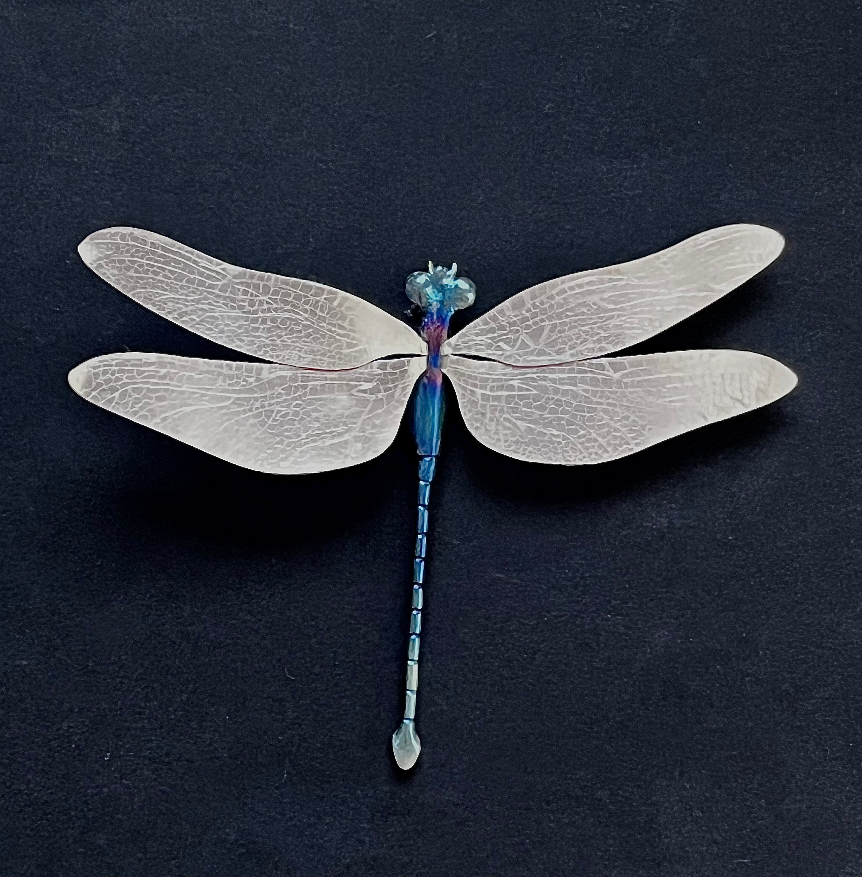 Odonata (øyenstikker), brosje